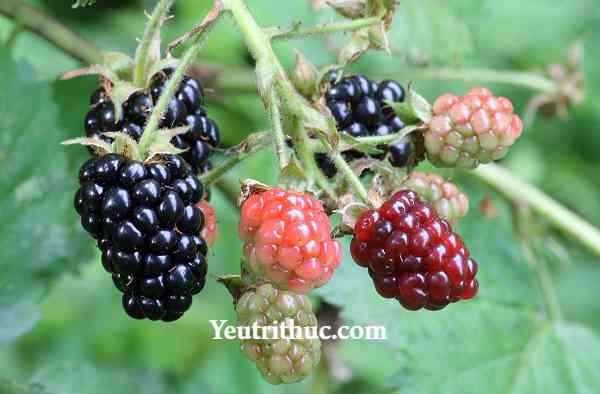 Raspberry là quả gì –có phải là quả Phúc Bồn Tử, Mâm xôi, Dâu Tằm không